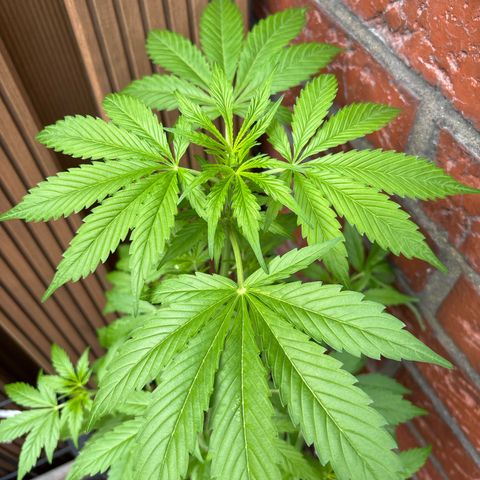 Stress Killer Automatic growlog timeline photo