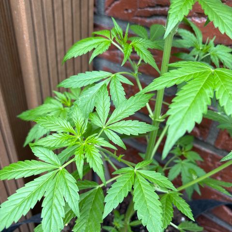 Stress Killer Automatic growlog timeline photo