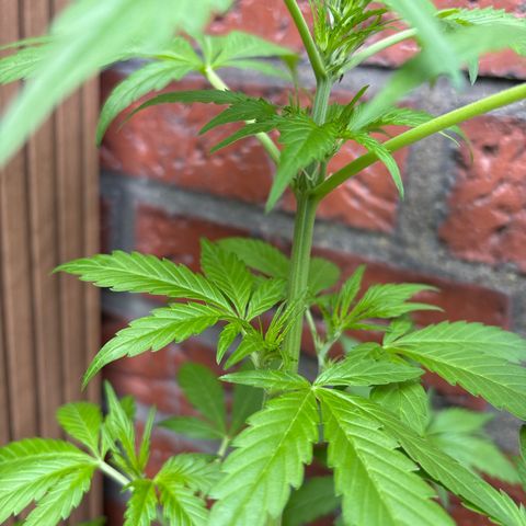 Stress Killer Automatic growlog timeline photo