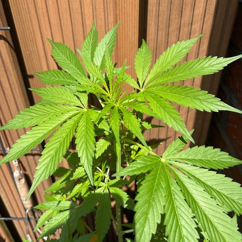 Stress Killer Automatic growlog timeline photo