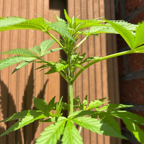 Stress Killer Automatic growlog timeline photo