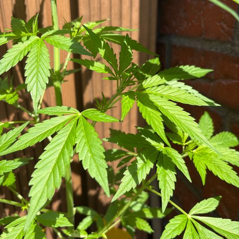 Stress Killer Automatic growlog timeline photo