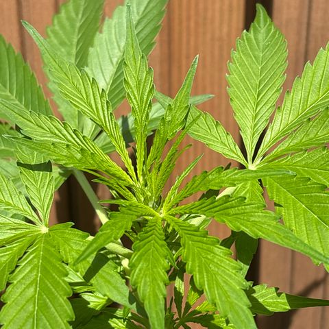 Stress Killer Automatic growlog timeline photo