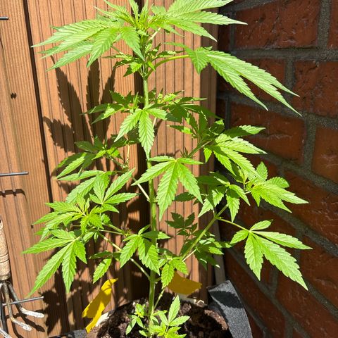 Stress Killer Automatic growlog timeline photo