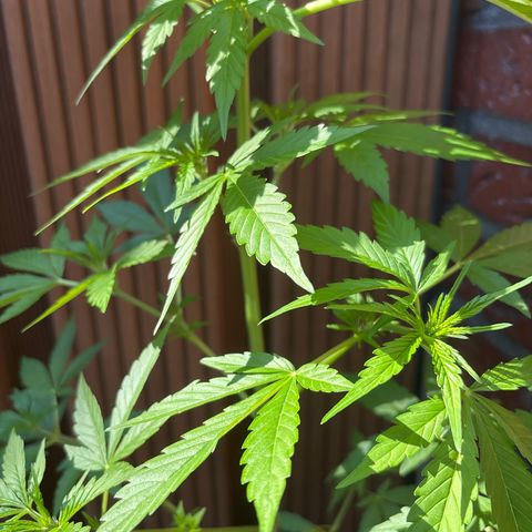 Stress Killer Automatic growlog timeline photo
