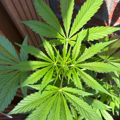 Stress Killer Automatic growlog timeline photo