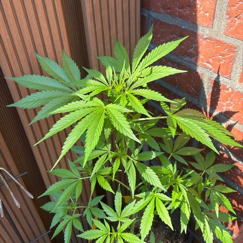 Stress Killer Automatic growlog timeline photo