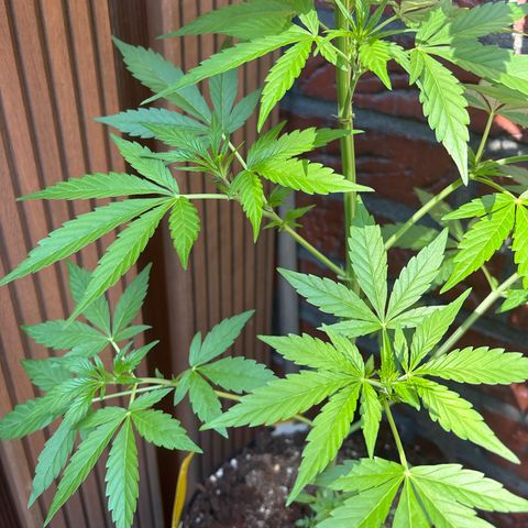 Stress Killer Automatic growlog timeline photo