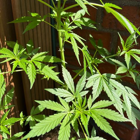 Stress Killer Automatic growlog timeline photo