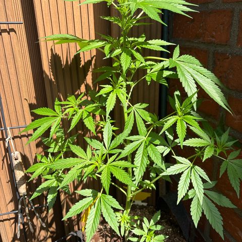 Stress Killer Automatic growlog timeline photo