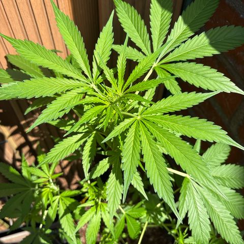 Stress Killer Automatic growlog timeline photo