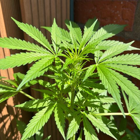 Stress Killer Automatic growlog timeline photo