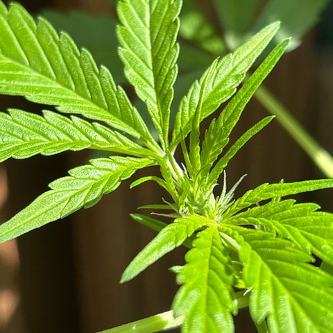 Stress Killer Automatic growlog timeline photo