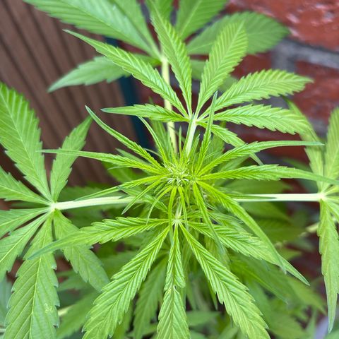 Stress Killer Automatic growlog timeline photo