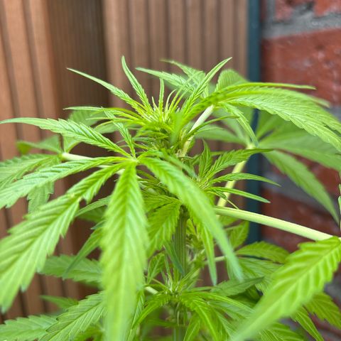 Stress Killer Automatic growlog timeline photo