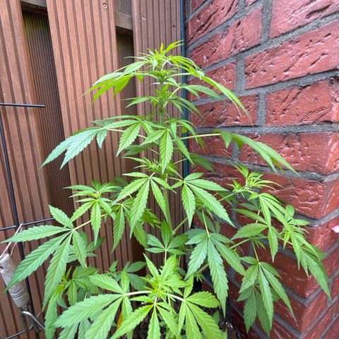 Stress Killer Automatic growlog timeline photo
