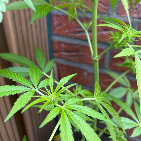 Stress Killer Automatic growlog timeline photo