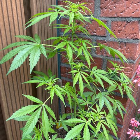 Stress Killer Automatic growlog timeline photo