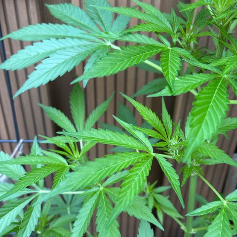 Stress Killer Automatic growlog timeline photo