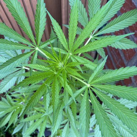 Stress Killer Automatic growlog timeline photo