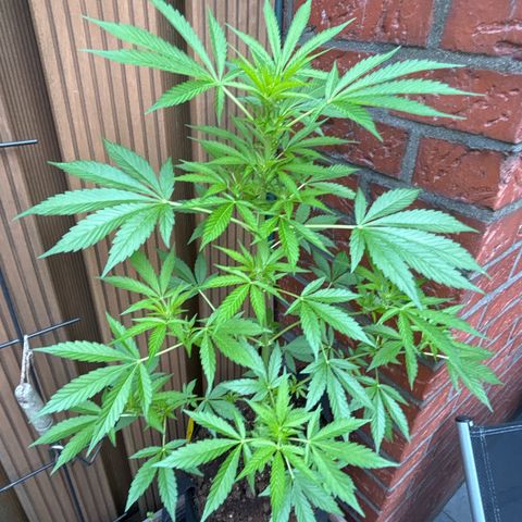 Stress Killer Automatic growlog timeline photo