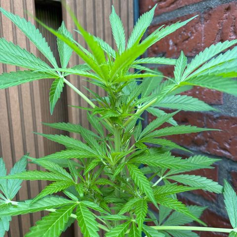 Stress Killer Automatic growlog timeline photo