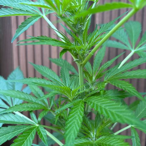 Stress Killer Automatic growlog timeline photo