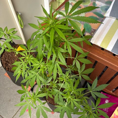 Stress Killer Automatic growlog timeline photo