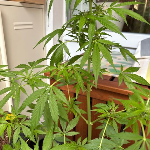 Stress Killer Automatic growlog timeline photo