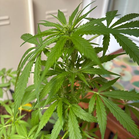 Stress Killer Automatic growlog timeline photo