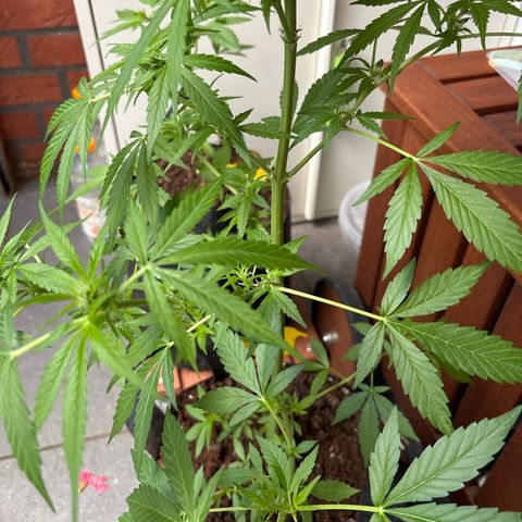 Stress Killer Automatic growlog timeline photo
