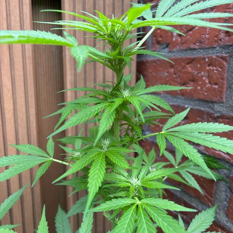 Stress Killer Automatic growlog timeline photo