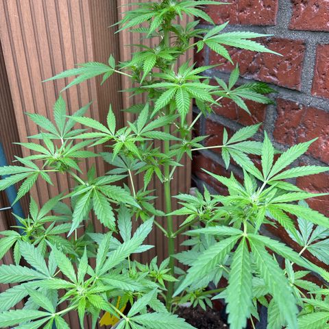 Stress Killer Automatic growlog timeline photo