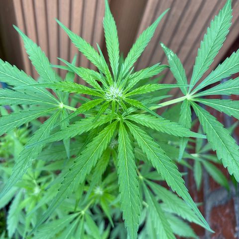 Stress Killer Automatic growlog timeline photo
