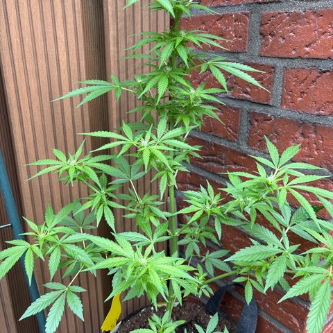 Stress Killer Automatic growlog timeline photo