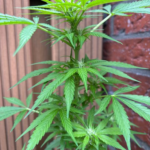 Stress Killer Automatic growlog timeline photo