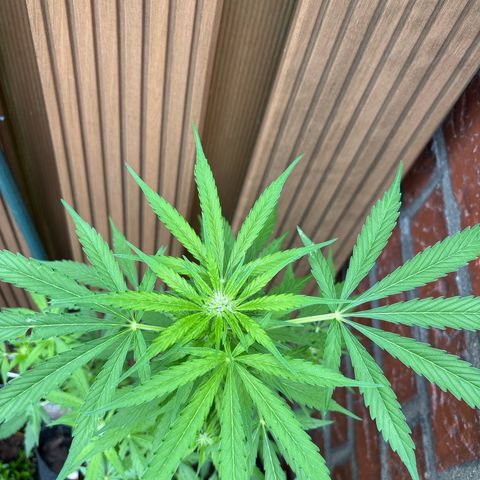 Stress Killer Automatic growlog timeline photo