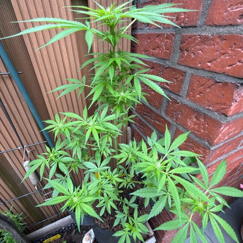 Stress Killer Automatic growlog timeline photo