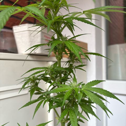 Stress Killer Automatic growlog timeline photo