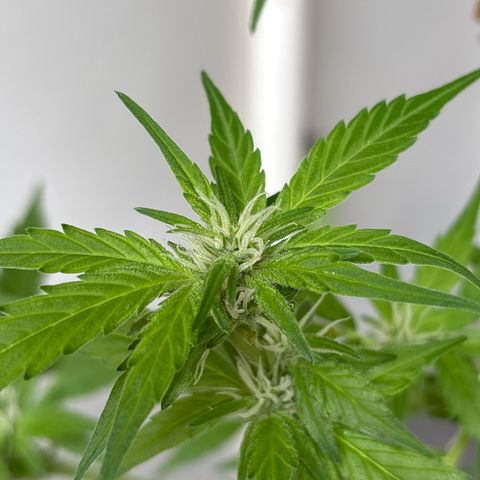Stress Killer Automatic growlog timeline photo