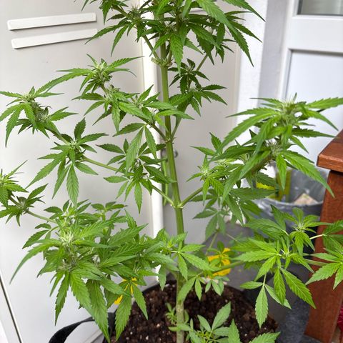 Stress Killer Automatic growlog timeline photo