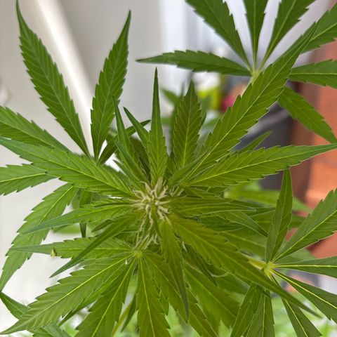 Stress Killer Automatic growlog timeline photo