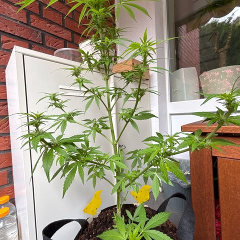 Stress Killer Automatic growlog timeline photo