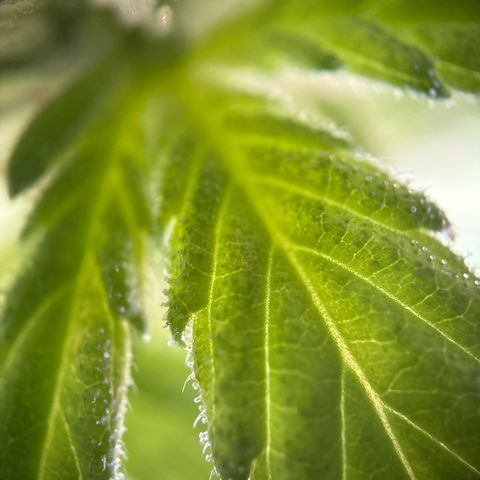 Stress Killer Automatic growlog timeline photo