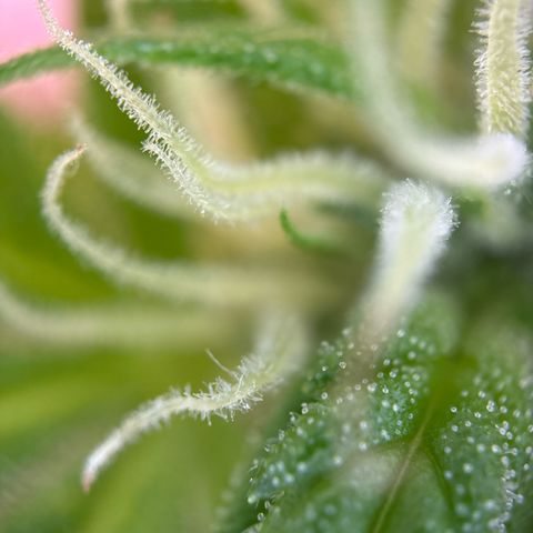 Stress Killer Automatic growlog timeline photo