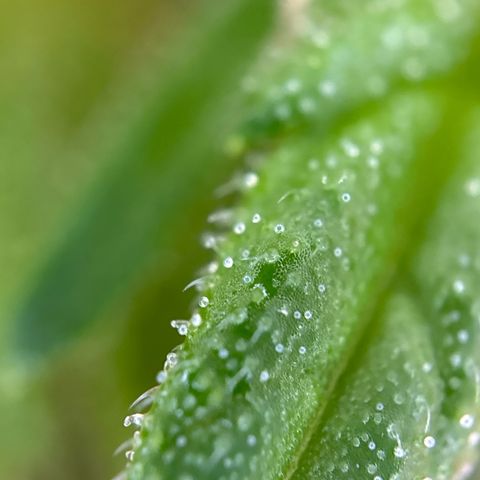 Stress Killer Automatic growlog timeline photo