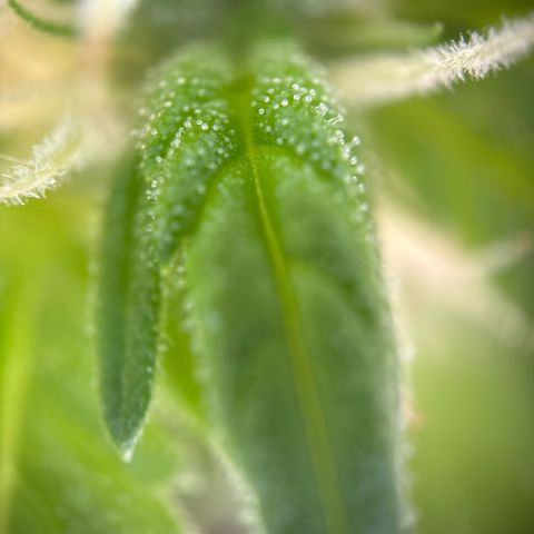 Stress Killer Automatic growlog timeline photo