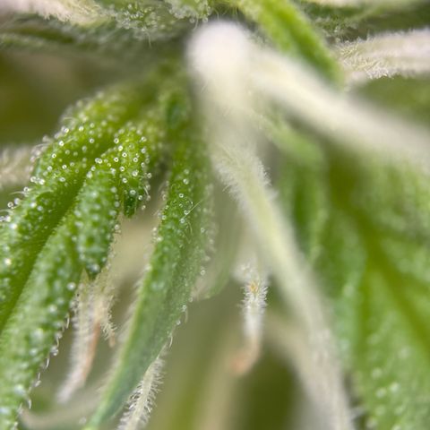 Stress Killer Automatic growlog timeline photo
