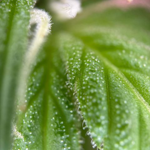 Stress Killer Automatic growlog timeline photo