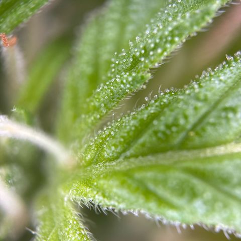 Stress Killer Automatic growlog timeline photo